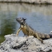 iguana_green_tf_gc_v_0151_cay1068.jpg